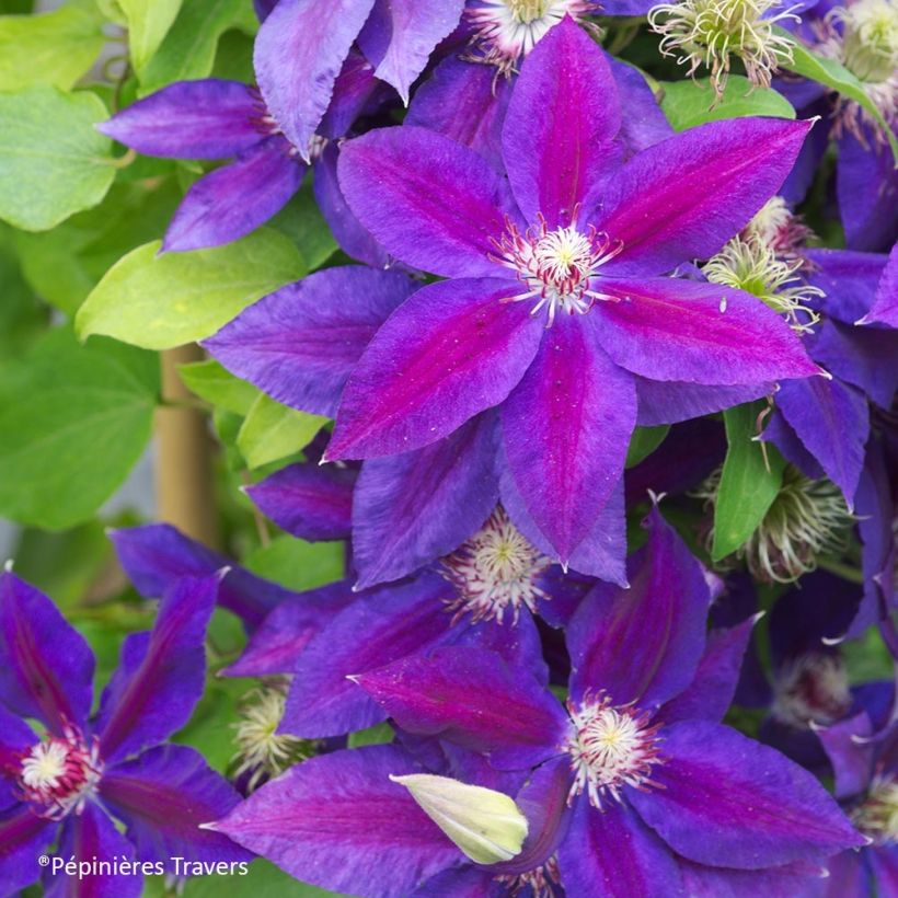 Clematis Wildfire - Grootbloemige clematis (Bloei)