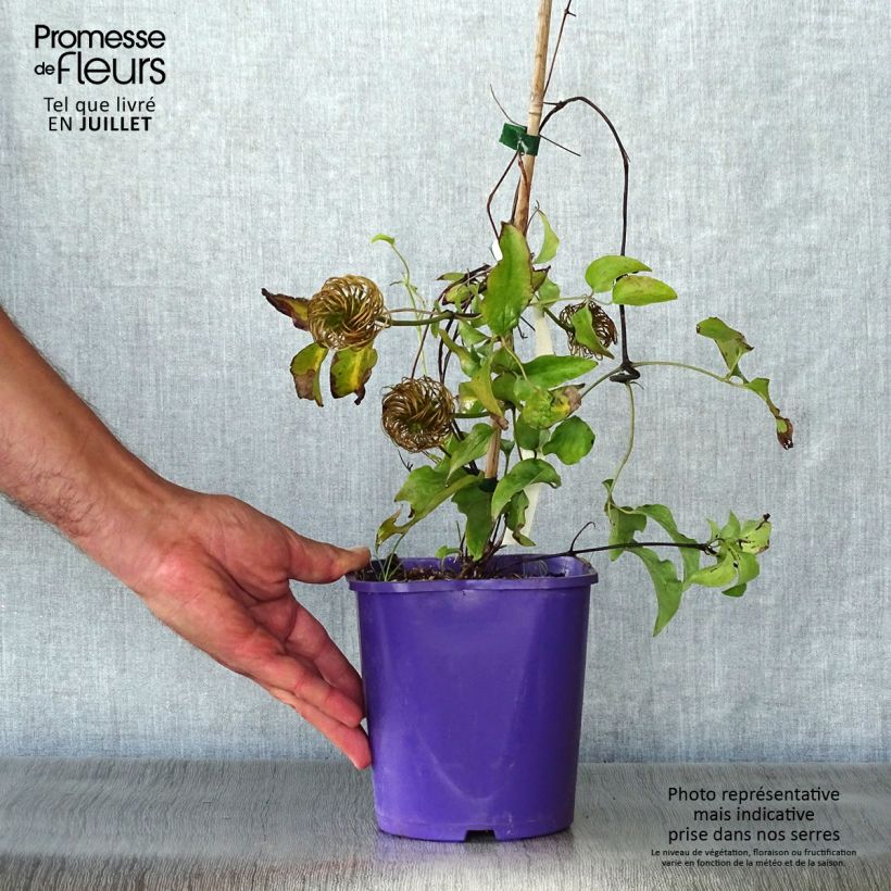 Exemplaar van Clematis Wildfire - Grootbloemige clematis Pot van 1,5 l/2 l zoals geleverd in de zomer