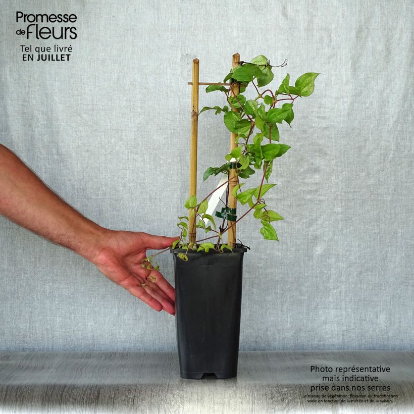 Exemplaar van Clematis Xerxes - Grootbloemige clematis Pot van 2 l/3 l zoals geleverd in de zomer