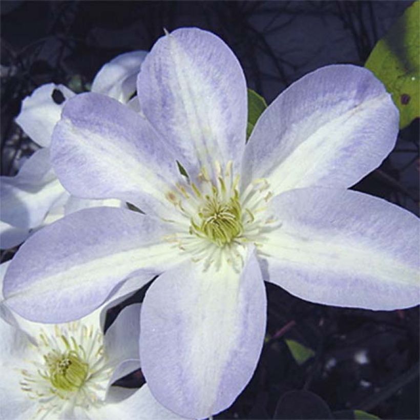 Clematis patens Yukikomachi - Bosrank (Flowering)