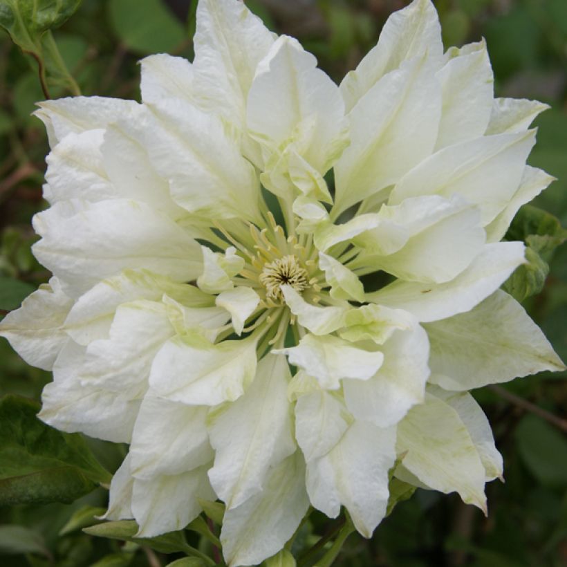Clematis patens Yukiokoshi - Bosrank (Flowering)