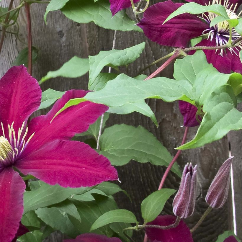 Clematis Niobe - Grootbloemige clematis (Blad)