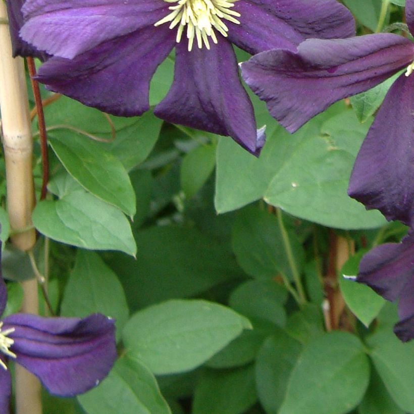 Clematis Romantika - Grootbloemige clematis (Foliage)