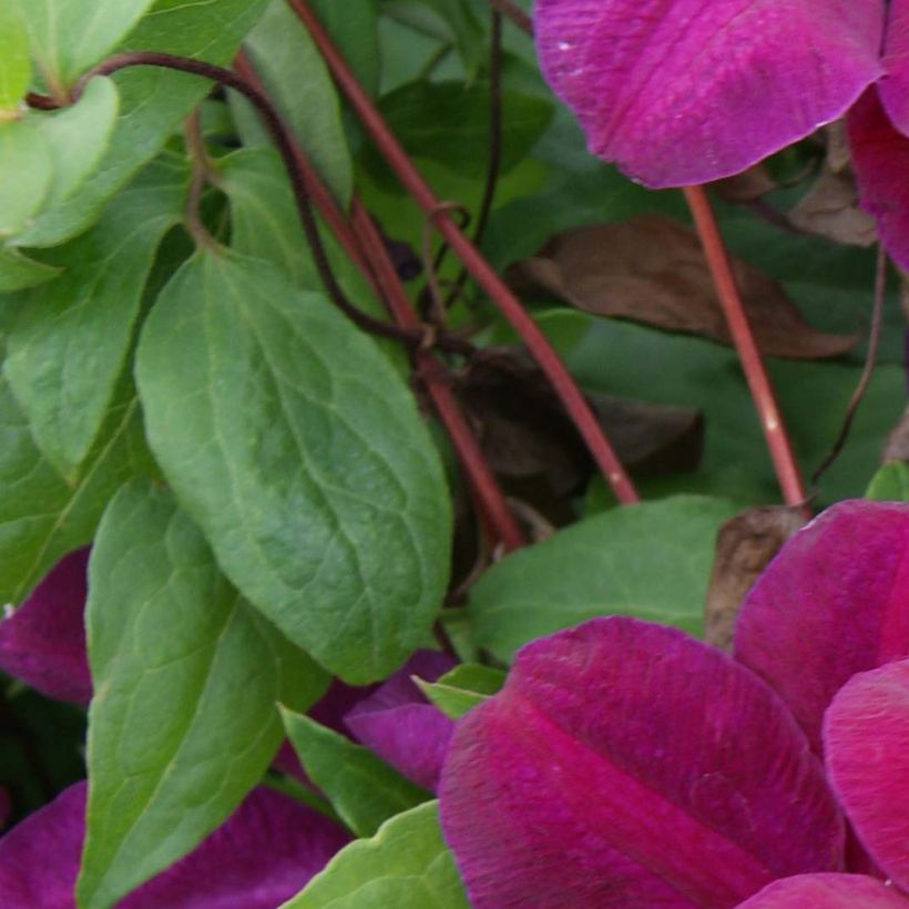 Clematis Rouge Cardinal - Bosrank (Foliage)