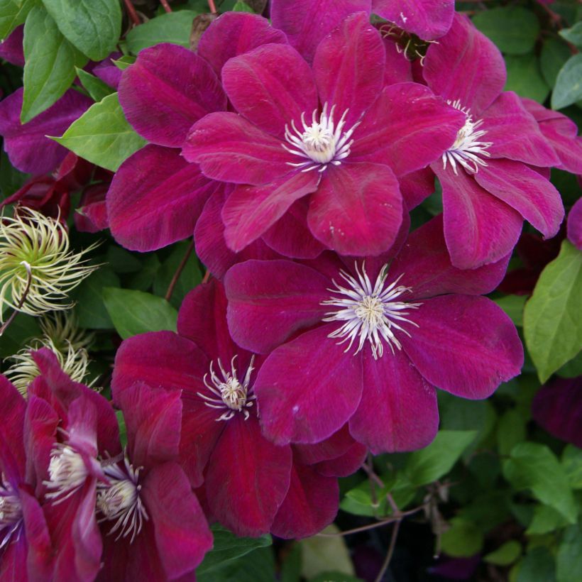 Clematis Rouge Cardinal - Bosrank (Flowering)