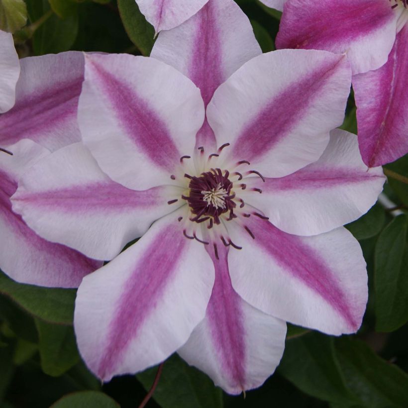 Clematis patens Souvenir du Capitaine Thuilleaux - Bosrank (Bloei)
