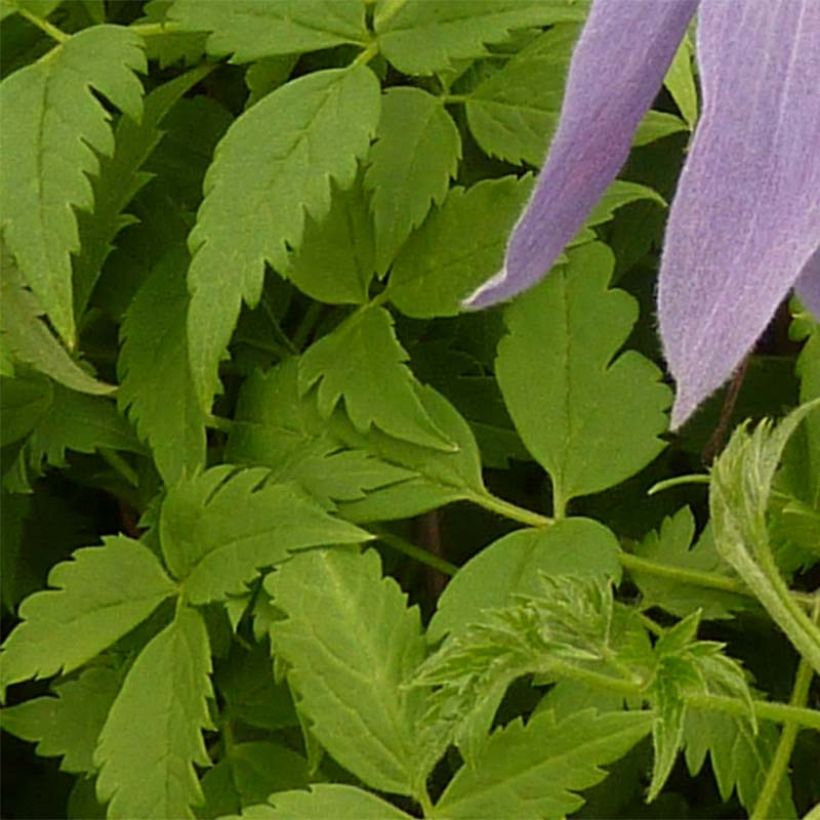 Clematis alpina Blue Dancer - Alpenbosrank (Blad)