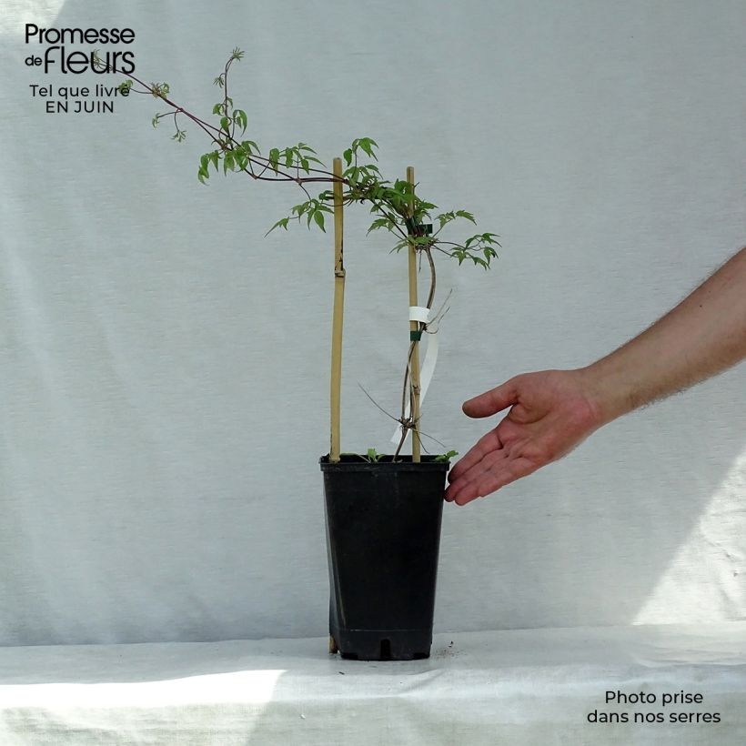 Exemplaar van Clematis alpina Blue Dancer - Alpenbosrank Pot van 2 l/3 l zoals geleverd in de zomer