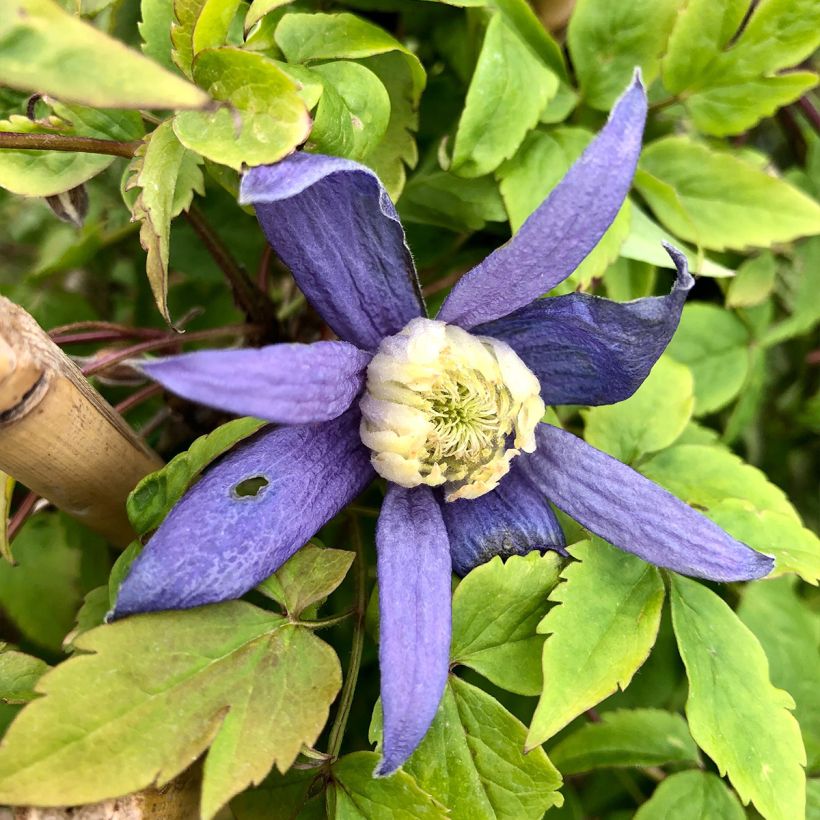 Clematis alpina Blue Dancer - Alpenbosrank (Bloei)