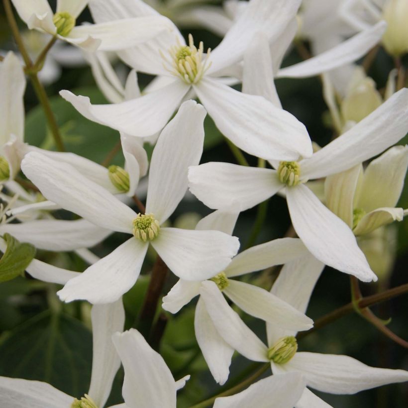 Clematis armandii Snowdrift - Groenblijvende bosrank (Bloei)