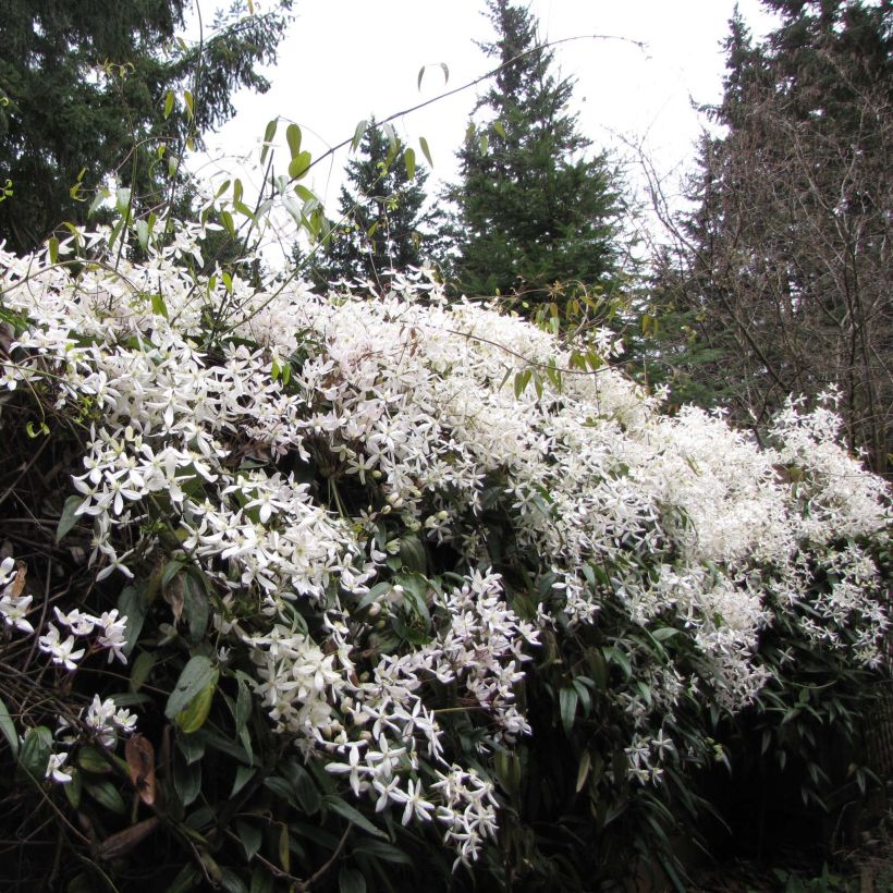 Clematis armandii Snowdrift - Groenblijvende bosrank (Groeiplaats)