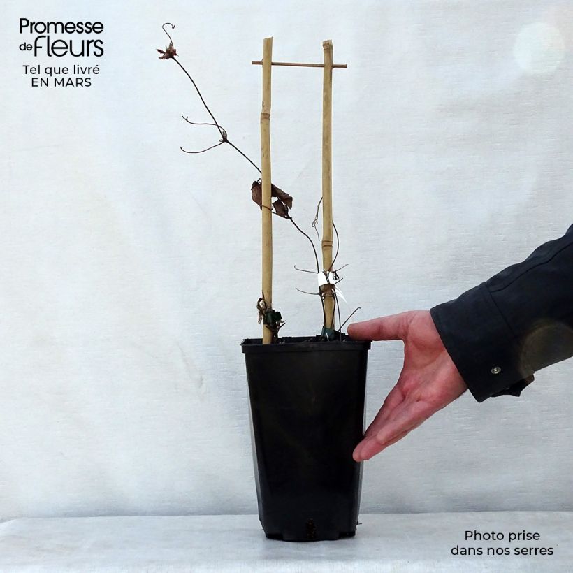 Exemplaar van Clematis florida Utopia - bosrank Pot van 2 l/3 l zoals geleverd in de lente