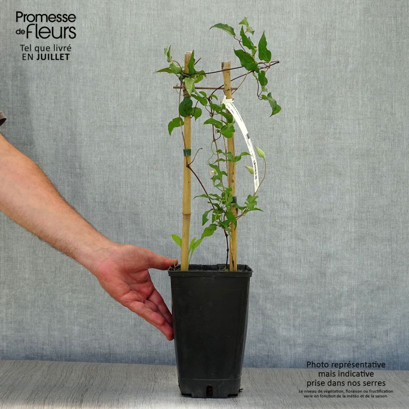 Exemplaar van Clematis florida Utopia - bosrank Pot van 2 l/3 l zoals geleverd in de zomer