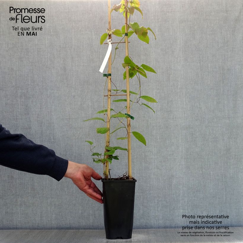 Example of Clematis patens Guernsey Cream - Bosrank Pot van 2 l/3 l as you get in printemps