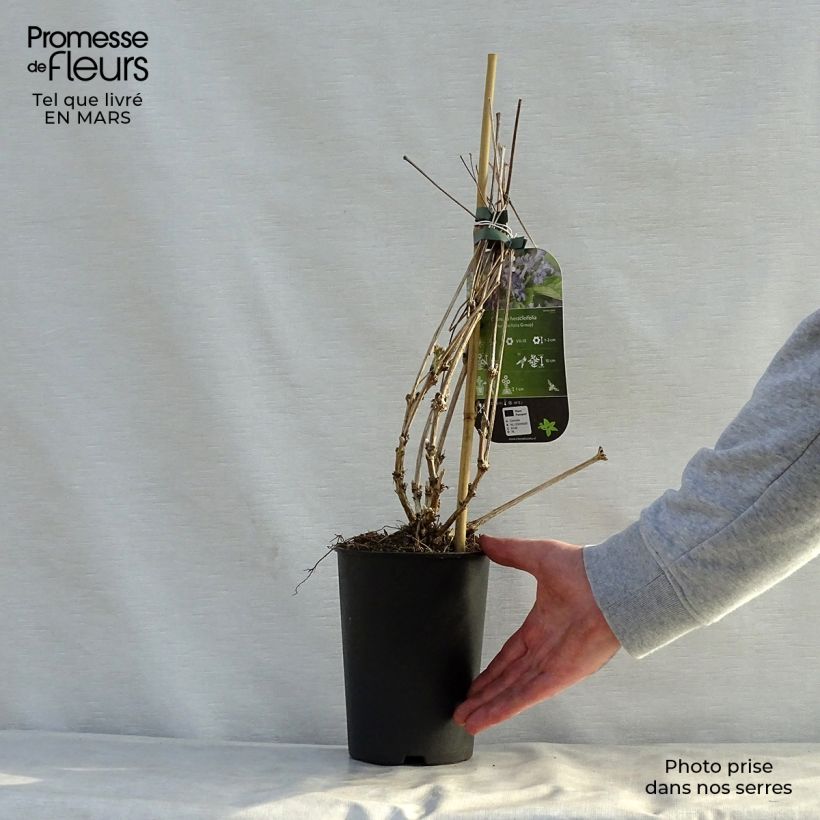 Exemplaar van Clematis heracleifolia - Struikclematis Pot van 2 l/3 l zoals geleverd in de lente