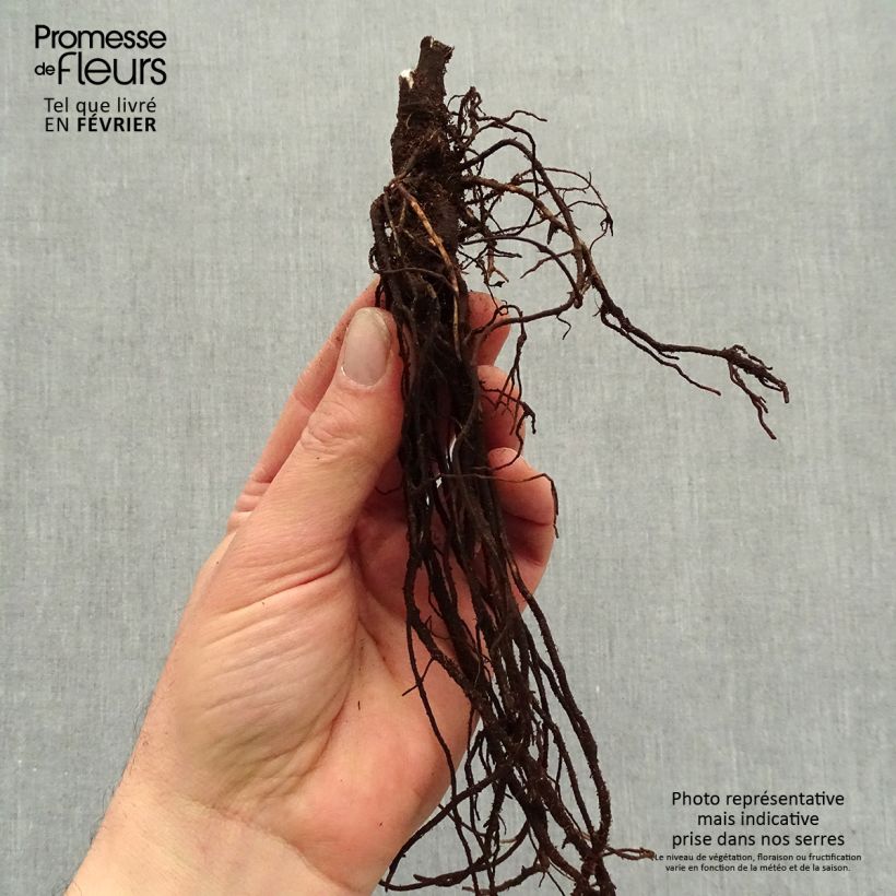 Exemplaar van Clematis heracleifolia China Purple - Struikclematis Naakte wortel zoals geleverd in de winter