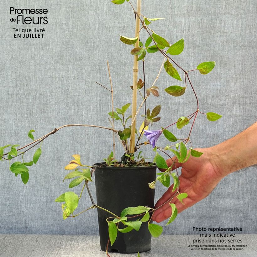 Exemplaar van Clematis integrifolia Blue River - Struikclematis Pot van 2 l/3 l zoals geleverd in de zomer
