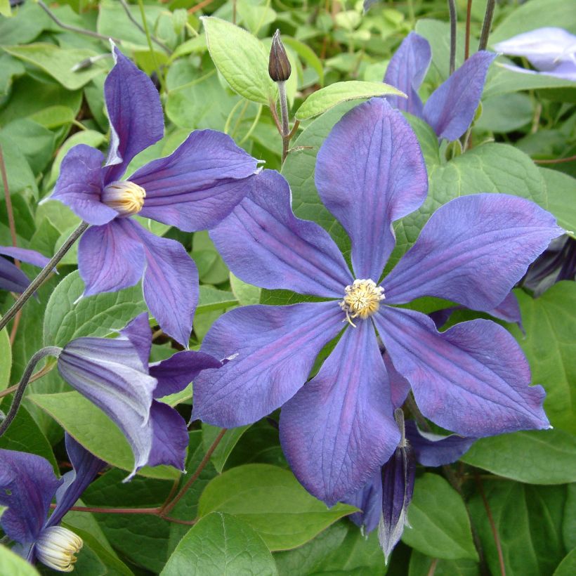 Clematis integrifolia Durandii - Struikclematis (Flowering)