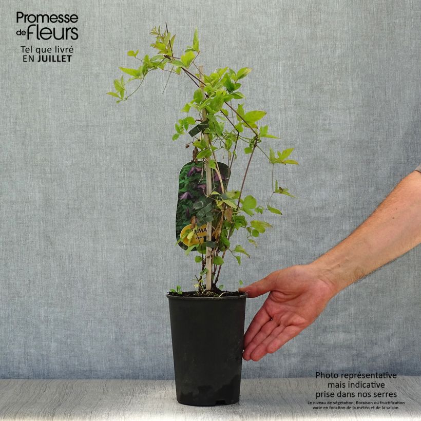 Exemplaar van Clematis viticella - Italiaanse clematis Pot van 1,5 l/2 l zoals geleverd in de zomer