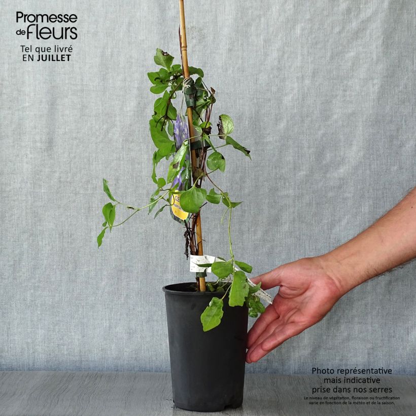 Exemplaar van Clematis Happy Birthday - Italiaanse clematis Pot van 1,5 l/2 l zoals geleverd in de zomer