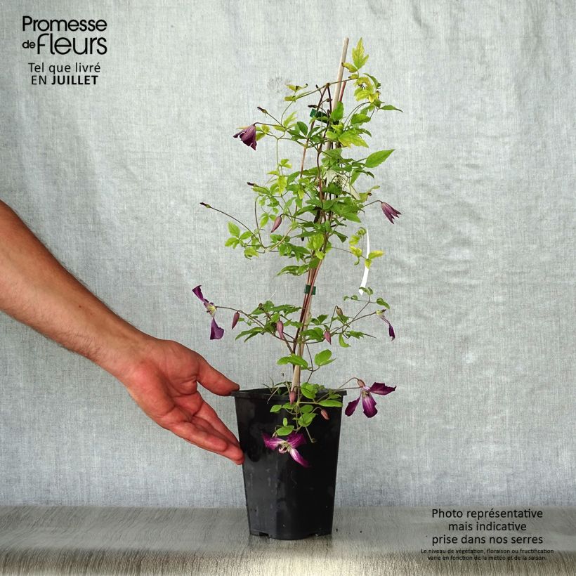 Exemplaar van Clematis viticella Walemburg - Italiaanse clematis Pot van 1,5 l/2 l zoals geleverd in de zomer