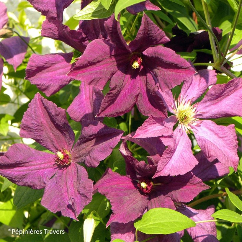 Clematis viticella Polish Spirit - Italiaanse clematis (Bloei)
