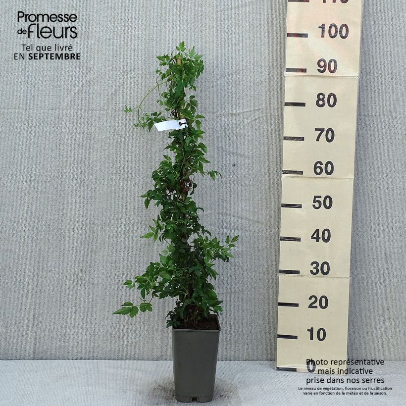 Exemplaar van Clematis Willy - Kleinbloemige clematis Pot van 2 l/3 l zoals geleverd in de zomer