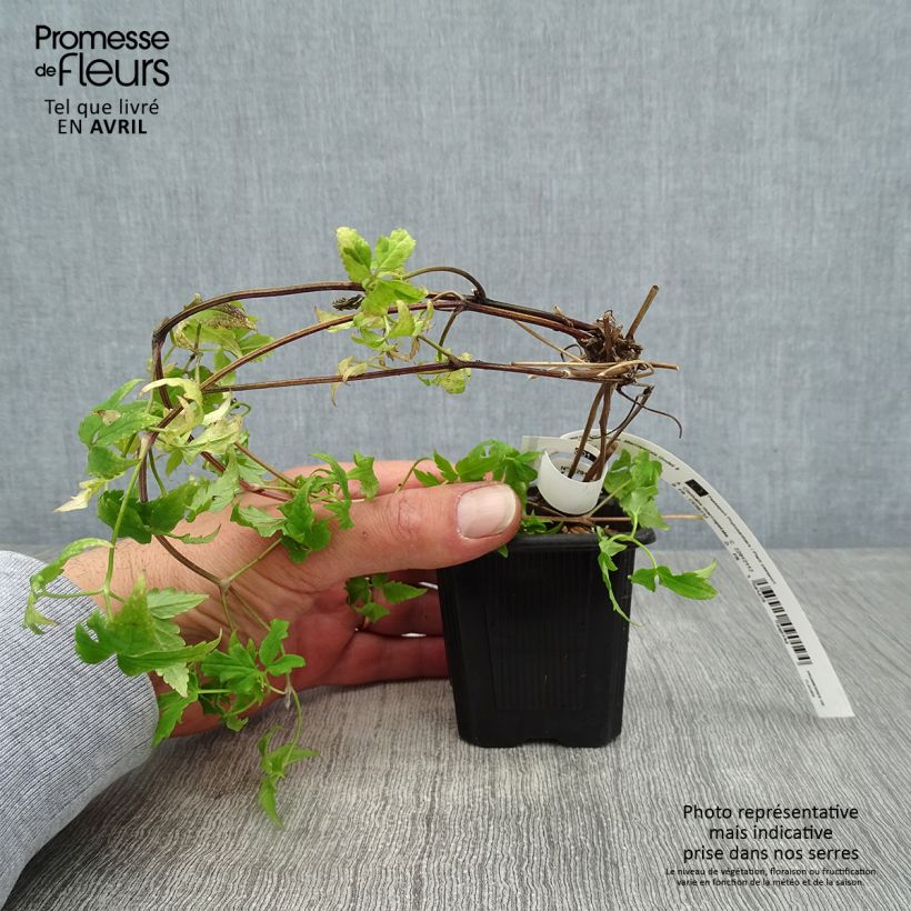 Exemplaar van Clematis macropetala - Kleinbloemige clematis Kweekpotje van 8/9 cm zoals geleverd in de lente