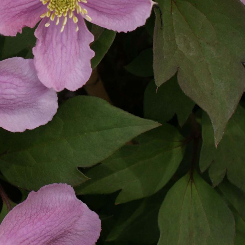 Clematis montana Tetrarose - Bergbosrank (Blad)