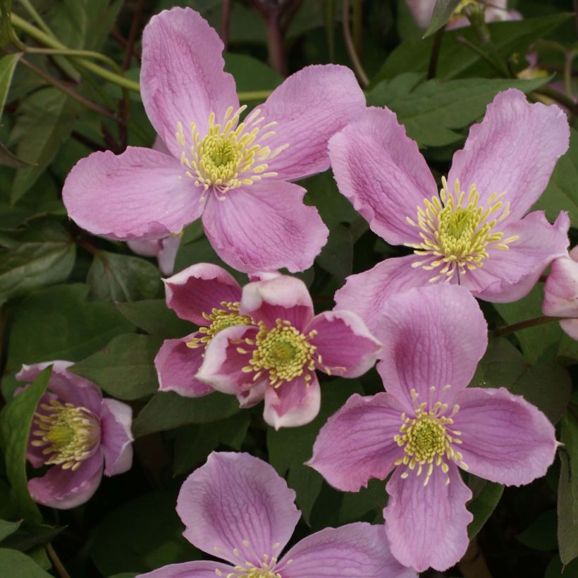 Clematis montana Tetrarose - Bergbosrank (Bloei)