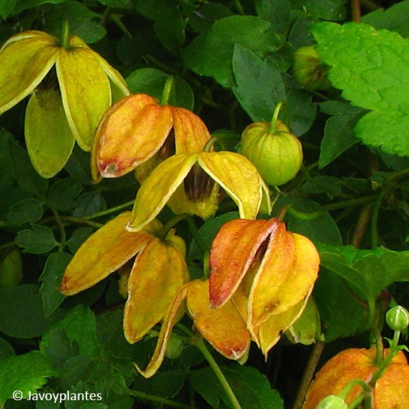 Clematis tangutica Red Ballon - Gouden bosrank (Bloei)