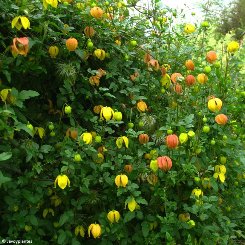 Clematis tangutica Red Ballon - Gouden bosrank (Groeiplaats)