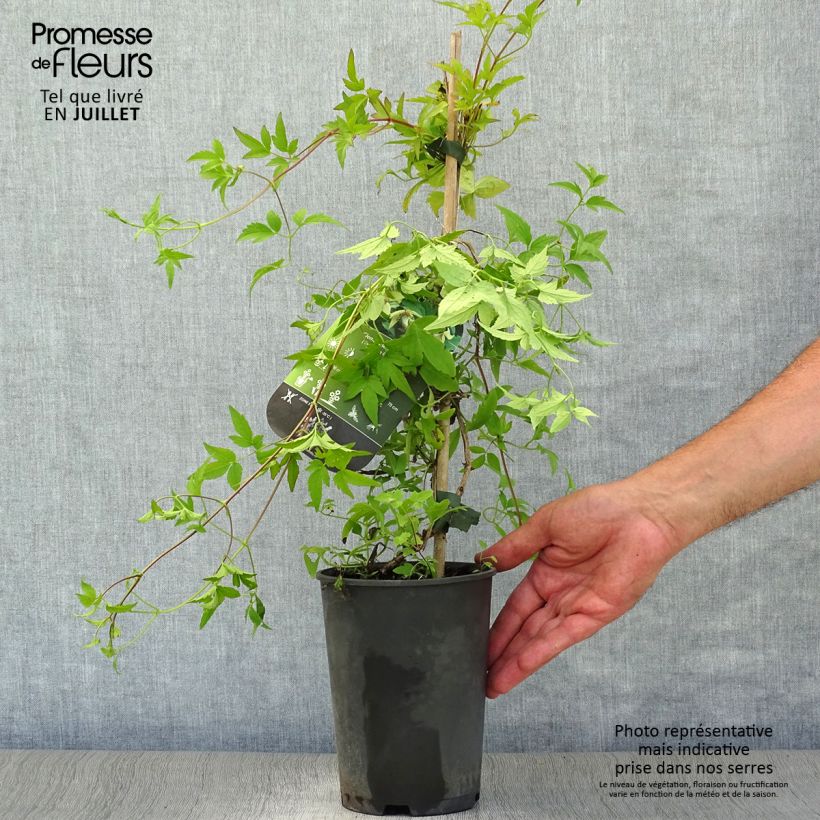 Exemplaar van Clematis serratifolia - Bosrank Pot van 1,5 l/2 l zoals geleverd in de zomer