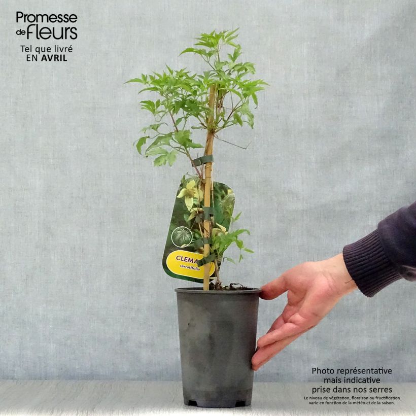 Example of Clematis serratifolia - Bosrank Pot van 1,5 l/2 l as you get in printemps