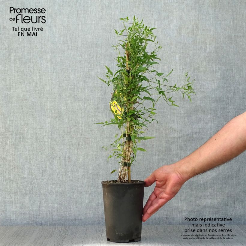 Exemplaar van Clematis tibetana subsp. tangutica - Gouden bosrank Pot van 1,5 l/2 l zoals geleverd in de lente