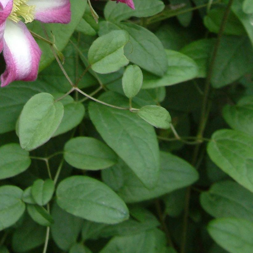 Clematis texensis Odoriba - Bosrank (Blad)