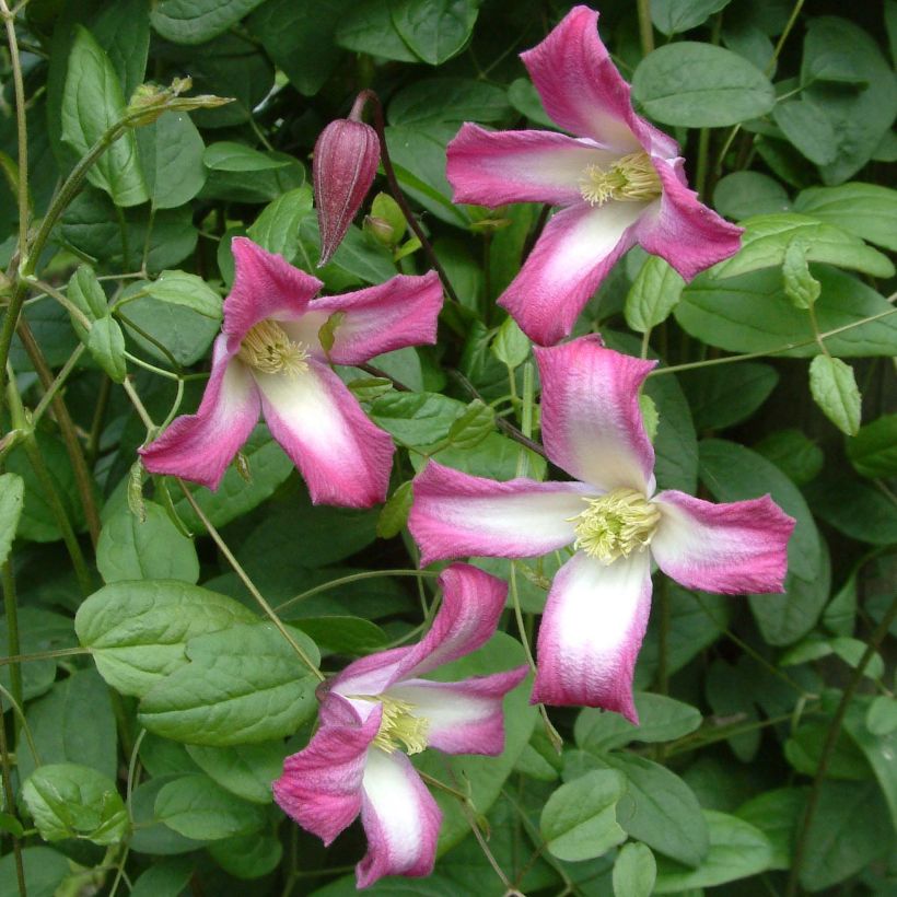 Clematis texensis Odoriba - Bosrank (Bloei)