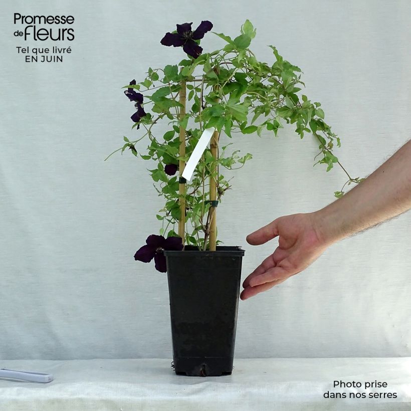 Exemplaar van Clematis viticella Dark Eyes - Italianaanse clematis Pot van 1,5 l/2 l zoals geleverd in de zomer