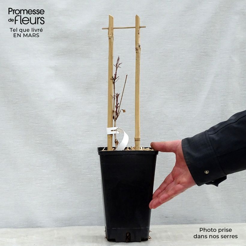 Exemplaar van Clematis viticella Dark Eyes - Italianaanse clematis Pot van 1,5 l/2 l zoals geleverd in de lente