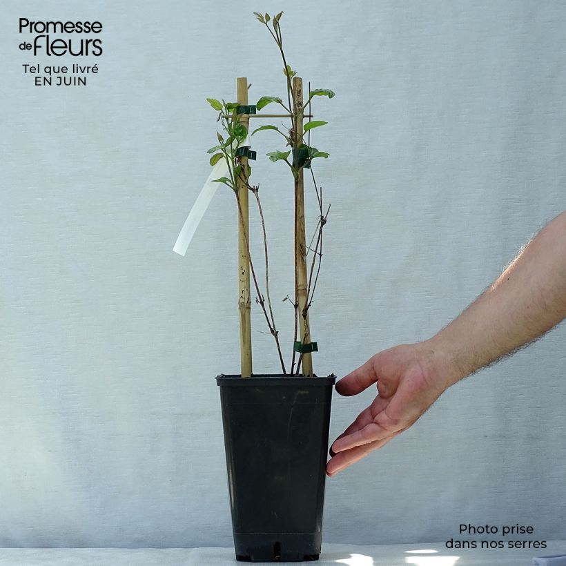 Exemplaar van Clematis viticella John Howells - Italiaanse clematis Pot van 1,5 l/2 l zoals geleverd in de zomer