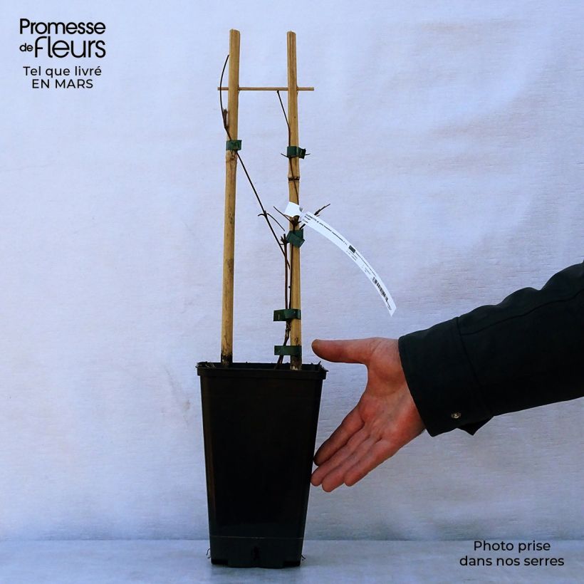 Example of Clematis viticella John Howells - Italiaanse clematis Pot van 1,5 l/2 l as you get in printemps