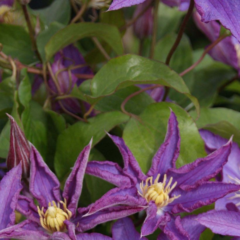 Clematis patens Palette - Bosrank (Blad)