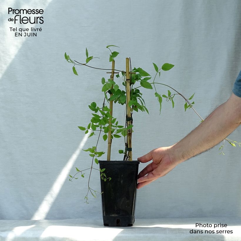 Exemplaar van Clematis viticella Polish Spirit - Italiaanse clematis Pot van 1,5 l/2 l zoals geleverd in de zomer