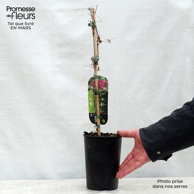 Example of Clematis viticella Purpurea Plena Elegans - Italiaanse clematis Pot van 2 l/3 l as you get in printemps