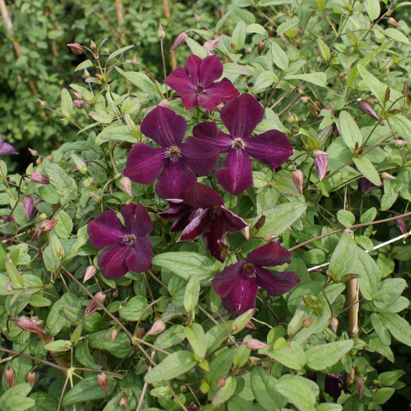 Clematis viticella Royal Velours - Italiaanse clematis (Groeiplaats)
