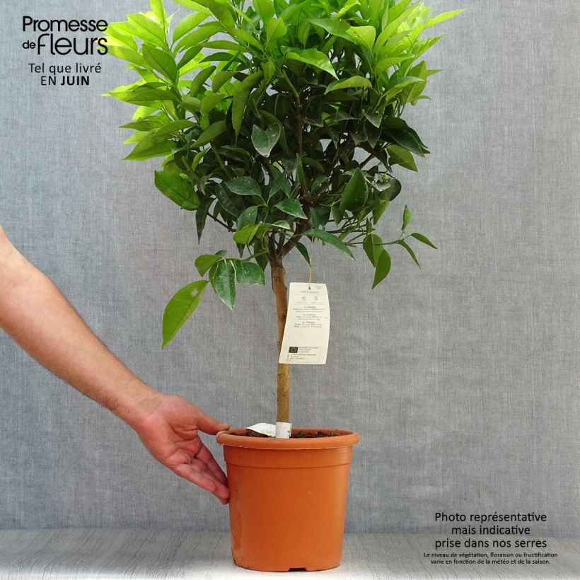 Exemplaar van Clementine - Citrus clementina Pot van 4 l/5 l, Kwartstam zoals geleverd in de zomer