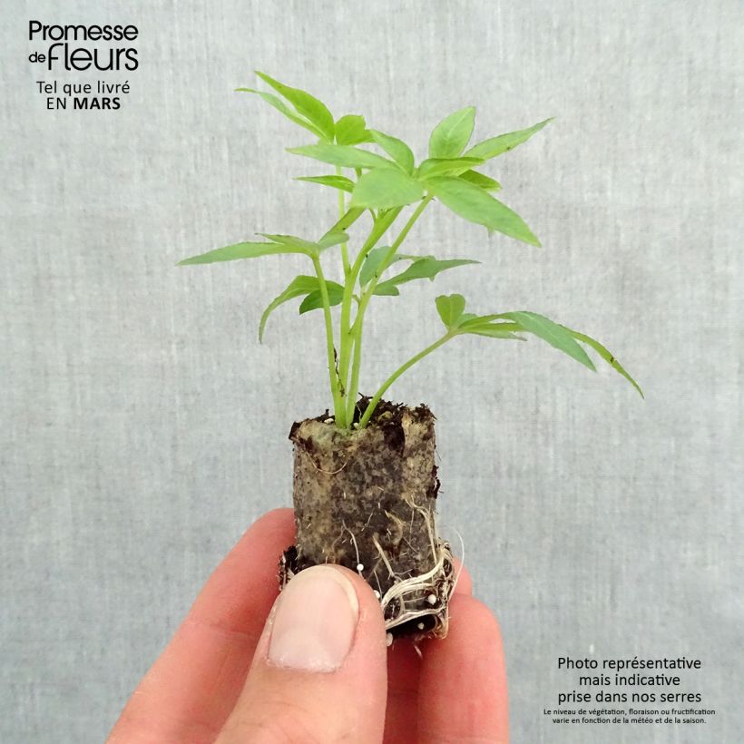 Exemplaar van Cleome Senorita Rosalita - Kattensnor Mini-mot Ø 3/4 cm zoals geleverd in de lente