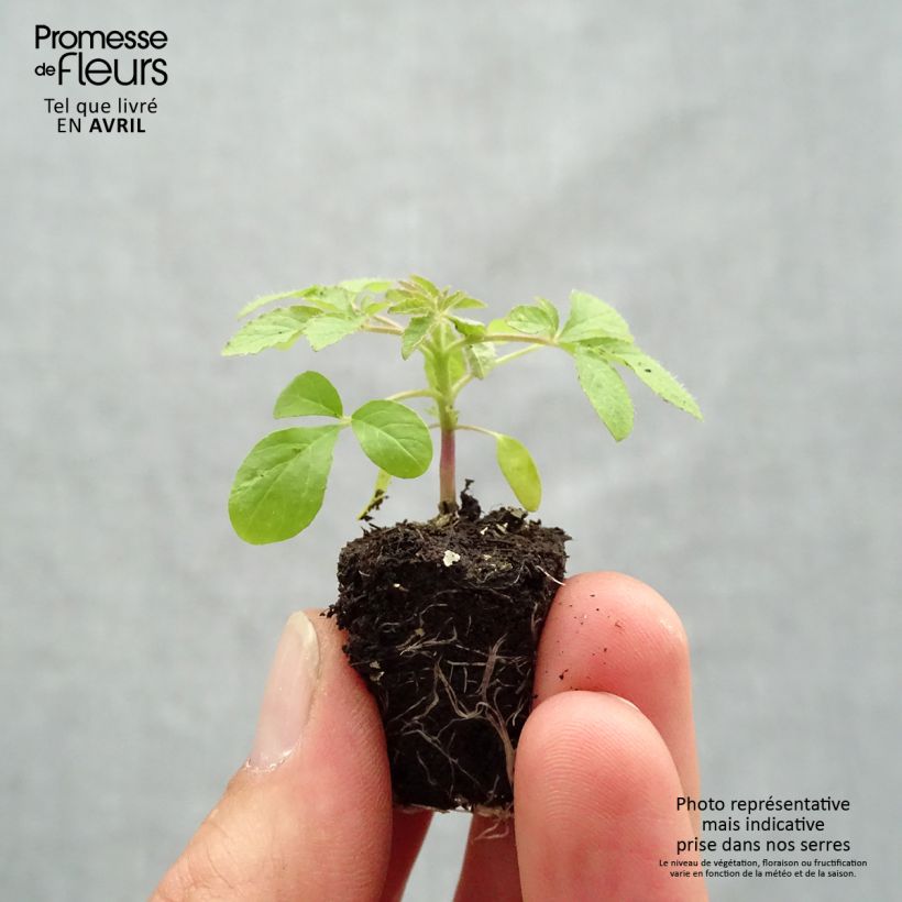 Exemplaar van Cleome Sparkler 2.0 Paars - Kattensnor Mini-mot Ø 1,5/2,5 cm zoals geleverd in de lente