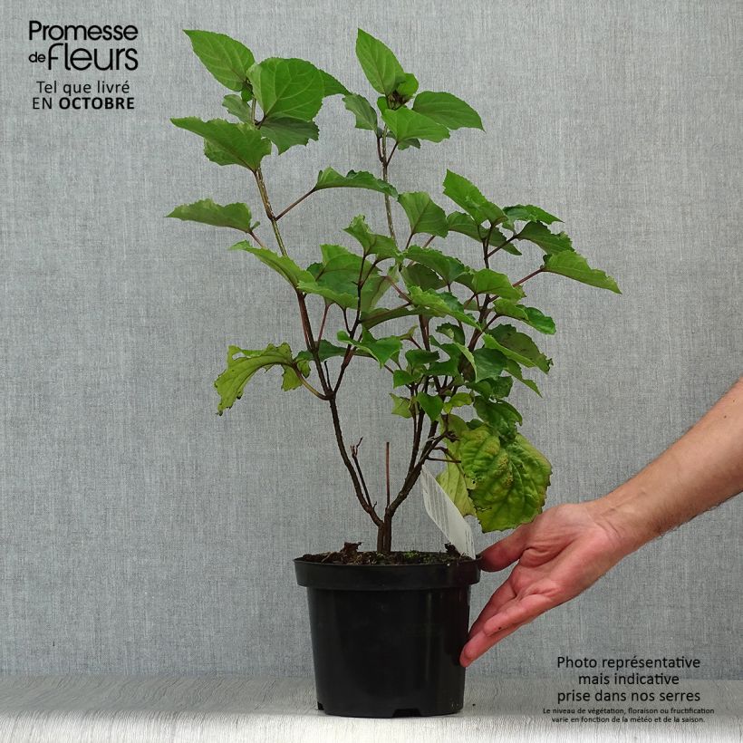 Exemplaar van Clerodendrum bungei - Pindakaasstruik Pot van 2 l/3 l zoals geleverd in de herfst