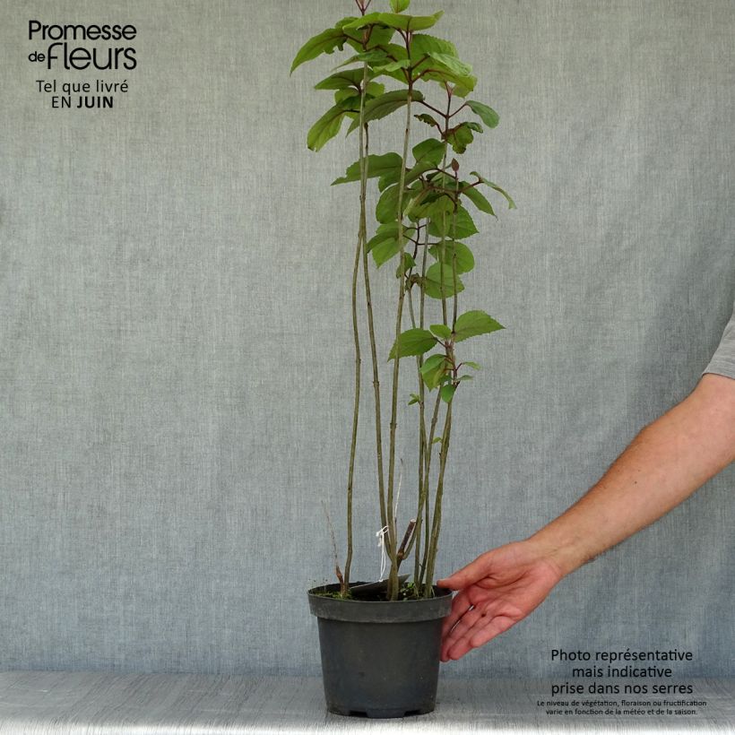 Exemplaar van Clerodendrum bungei - Pindakaasstruik Pot van 2 l/3 l zoals geleverd in de zomer
